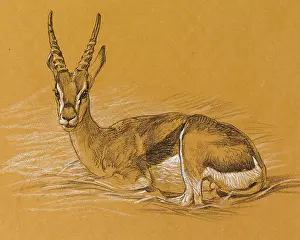 Sheppard: Sketch of an Eland Antelope