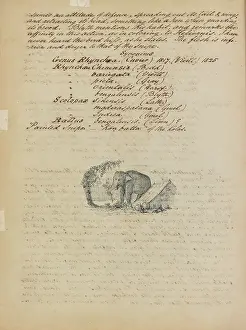 Epitheria: Sketch of an elephant, with descriptive notes
