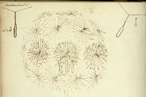 Notebook: A sketch of Goatsbeard and two diagrams of fruit parachuting