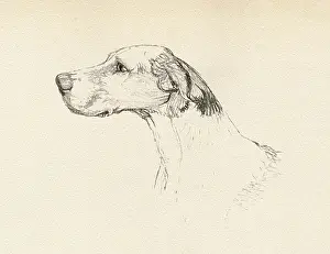 Foxhunt: Sketch of a hound's head in profile