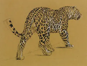 Sheppard: Sketch of a leopard