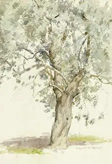 Watercolours: Sketch of an Olive Tree