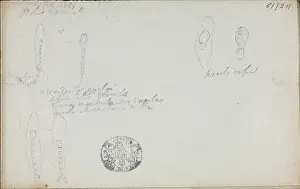 Monocot: Sketch of Orchis maculata by Robert Brown