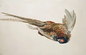 Wove: Sketch of a Pheasant