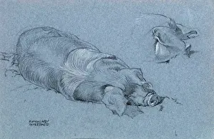 Sheppard: Sketch of a sleeping pig