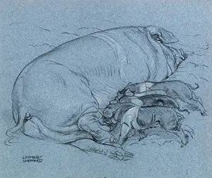 Sheppard: Sketch of a sow with piglets feeding