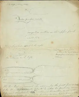 Monocot: Sketch of Tradescantia by Robert Brown (part two)
