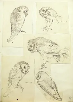 Owls: Sketches of a barn owl