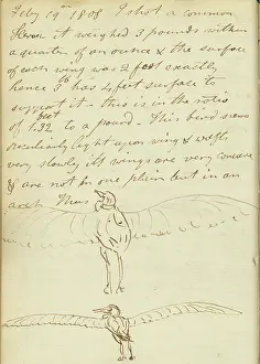 Notebook: Sketches of a heron (rear view) with wings extended