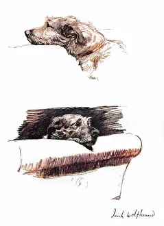 Mickie: Sketches of an Irish Wolfhound by Cecil Aldin