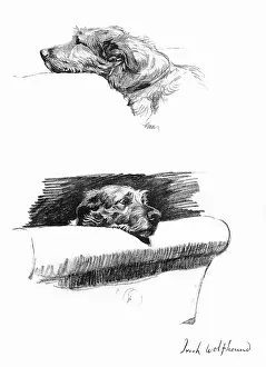 Mickie: Sketches of an Irish Wolfhound by Cecil Aldin