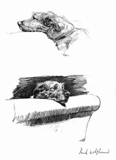 Wolfhound: Sketches of an Irish Wolfhound by Cecil Aldin