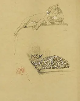 Puma: Sketches of a Puma and an Ocelot