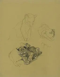Tigers: Sketches of Tiger Cubs playing