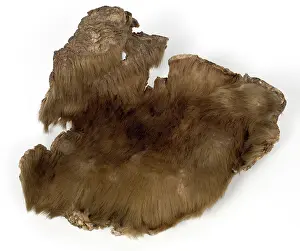 Sloth: Skin from a Ground sloth