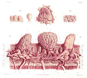 Histology: Skin, Microscopic Drawing, 19th Century