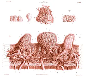 Histology: Skin, Microscopic Drawing, 19th Century