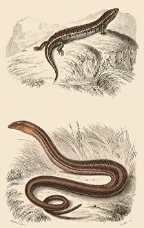 Reptilia: A Skink and a Glass Snake