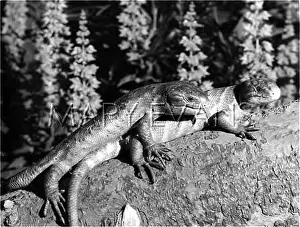 Skink: SKINK LIZARDS MATING