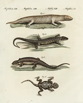 Agama: Skink, sand lizard and agama