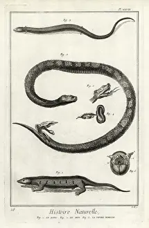 Skink: Skinks and female viper giving birth