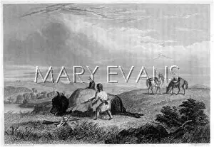 Skinning: SKINNING A BUFFALO