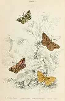 Skipper: FOUR SKIPPER MOTHS