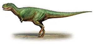 Abelisaurid: Skorpiovenator bustingorryi, a prehistoric era dinosaur