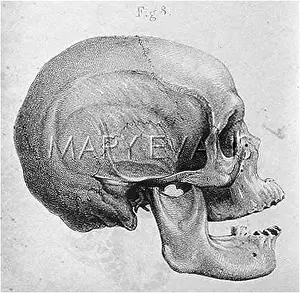 Anatomy: SKULL: ALFOUROU ENDAMENE