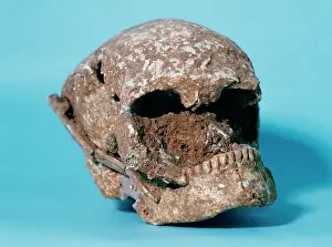Tooth: Skull of Bobila Madurell. Spain. End of the 3rd millennium B