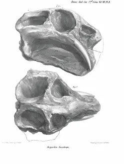 Scharf: Skull of Dicynodon lacerticeps