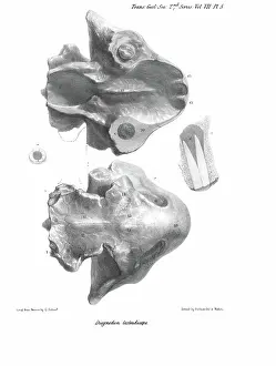 Scharf: Skull of Dicynodon testudiceps