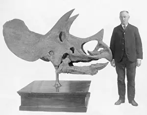 Fossils: Skull of a dinosaur, 1911
