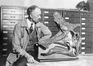 Curator: Skull of a duck-billed dinosaur, 1927