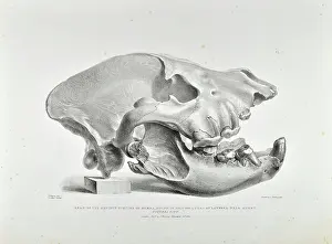 Skull of extinct hyena