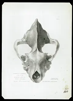 Skull of extinct hyena