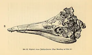 Ichthyosaurus: Skull of an extinct Ichthyosaurus genus
