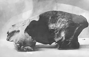 Dino: Skull fragment of a dinosaur, 1925