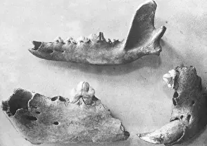 Dino: Skull fragments of a dinosaur, 1926