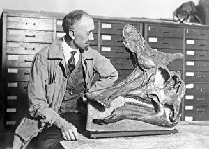 Curator: Skull of a hadrosaur, 1927