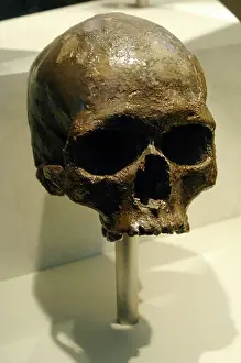 Hominid: Skull of Homo sapiens