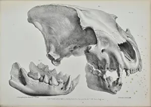 Prominence: Skull of a hyaena from Kent's Cavern