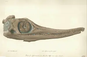 Lias: Skull of an Ichthyosaur
