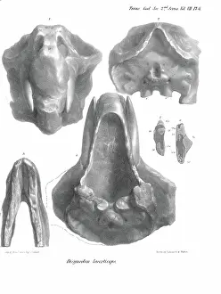 Scharf: Skull and jaw of Dicynodon lacerticeps