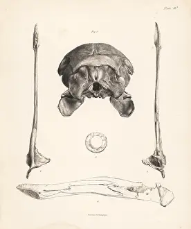 Strickland: Skull, jaw and sclerotic bones of dodo