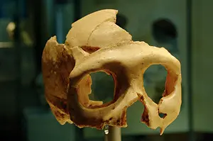 Hominid: Skull of Neanderthal (Homo neanderthalensis)