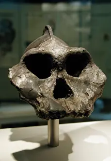Prominent: Skull of Paranthropus aethiopicus