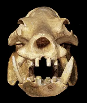 Pygmy: Skull of a pigmy hippo