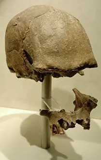 Tooth: Skull probably from Homo sapiens
