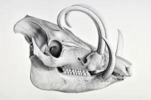 Babyrussa: Skull of the recent pig, Babyrussa